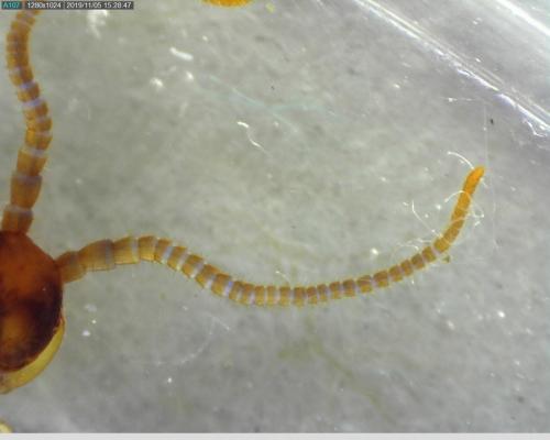 Réf. 242 987 : Lithobius melanops